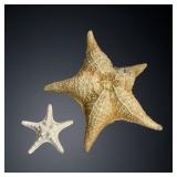 Large & Small Star Fish