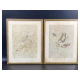 Pair Silvio Pollom Fish Vintage Art Prints NYGS
