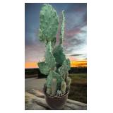Faux Southwestern Cactus in Ceramic Pot