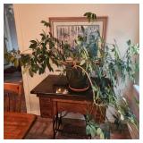 Large Variegated Dwarf Umbrella Tree Potted Plant