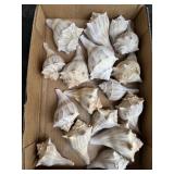 Conch Banded Seashells Large Lot