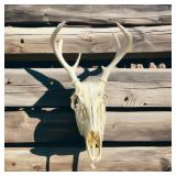 VTG Deer Skull w/ Antlers