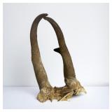 Pronghorn Antelope Horns ?
