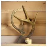 Vintage Antlers
