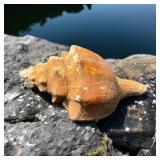 Large Sea Shell Australian Trumpet Snail Shell ?