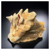 Queen Conch Shell (Aliger Gigas) This does have