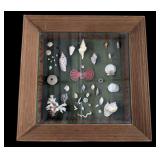 22' Shadow Box Of Seashells