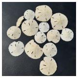 Lot of Sand Dollars