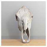 Vintage Cow Skull