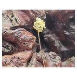 22 - 24K Gold Nugget on 14K Gold Stick Pin