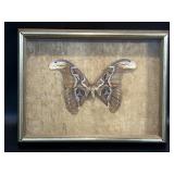 Mounted Altas Moth Specimen Framed