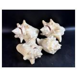 4 Small Conch Shells Show Wear & Have Some Damage