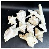Sea Shells w/ Coral
