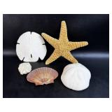 Star Fish/ Sand Dollar +