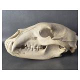 Bear Skull