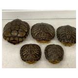 5 EMPTIED TURTLE SHELLS