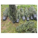 Faux Italian Cypress Trees
