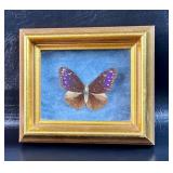 Framed Butterfly