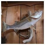Striped Bass Taxidermy Mount