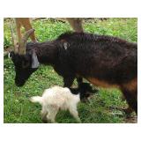 MAMA GOAT W/ BABY BILLY BORN 5/19. GOATS CAN BE