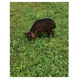 BABY BILLY GOAT EATING GRAIN BUT STILL NURSING