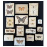 Butterfly Moth & Bee Speciman Collection in