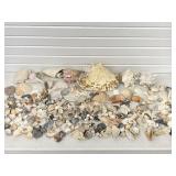 SEA SHELLS, CORAL & MORE SOME SHELLS BROKE