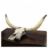 Authentic 45" Longhorn Steer Skull