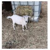 Dwarf Nigerian Wether Goat,   Tame, Healthy