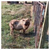Registered Purebred Dwarf Nigerian Buck Goat.
