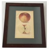 Antique 1905 Apple Chromolithograph Passmore