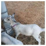 Dwarf Nigerian Wether Goat, Tame, Healthy,Good