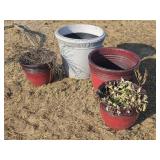 Plant Pots
