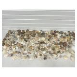 LARGE LOT OF SEA SHELLS W/ SOME CORAL, MINERALS &
