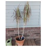 Dracaena marginata (dragon tree) Live Plant