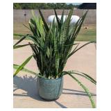 Large Sansevieria Zeylanica, Snake Plant , Live