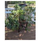 Large Schefflera Plant , Live Plant , Umbrella