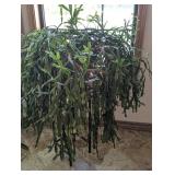 Massive Christmas Cactus , Live Plant, Huge ,