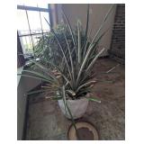 Large Yucca , Live Plant  No Shipping