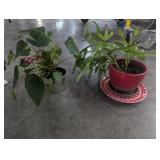 Small Live House Plants , Anthurium Purple