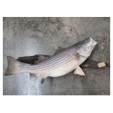Vtg Taxidermy Striped Bass Wall Mount Beaver Lake