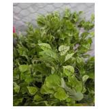 Box Lot Faux Potato Vine Bush