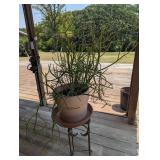 Pencil Cactus - Euphorbia Tirucalli Live Plant