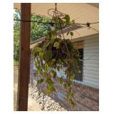 Live House Plant, Hoya , Wax Plant , Wax Vine No