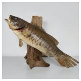 Driftwood Mounted Small Mouth Bass. Bass is
