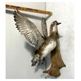 Gamebird wall mount