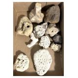 Coral & other