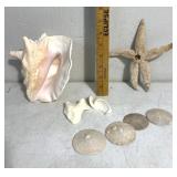 Sand dollars & star fish