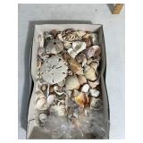 Shells
