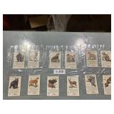 Coca-Cola Cards World of Nature Wild Animals